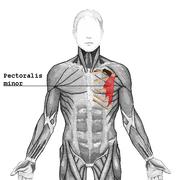 A törzs Mellizom o Nagymellizom (m. pectoralis major):(t) Funkció: A karokat a törzshöz közelíti, a felemelt kart lehúzza o Kismellizom (m.