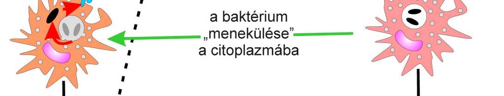agyhártyagyulladás
