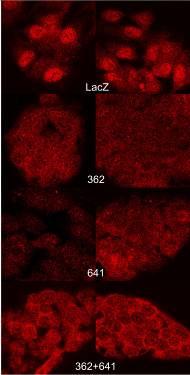 A transzfektánsokat ezt követően Blaszticidin antibiotikummal és a GFP fluoreszcencia intenzitása alapján is szelektáltuk.