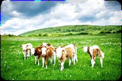 HIRDETÉS Az Élő Bolygó család (Szentgál) munkatársat keres Mert kell egy csapat Veszprem megyemben csalamdi alapon szervezoálldo áll amllattarto m oi gazdakolomgiai gazdasamg munkatamrsat keres az
