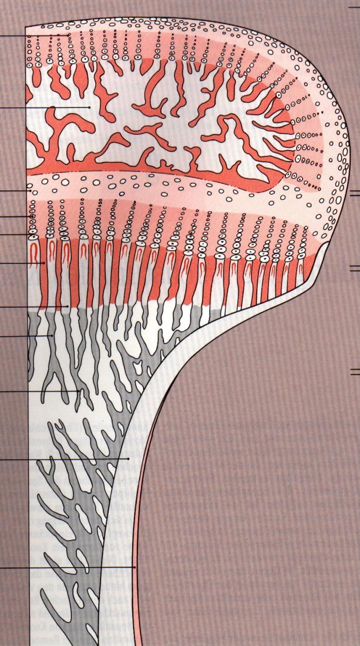 Epiphysis