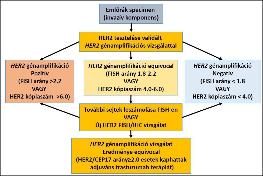 sejten leszámolva (6. Ábra) (22). 6.Ábra: A 2013-as ASCO/CAP HER2 (F)ISH ajánlás (Wolff et al.