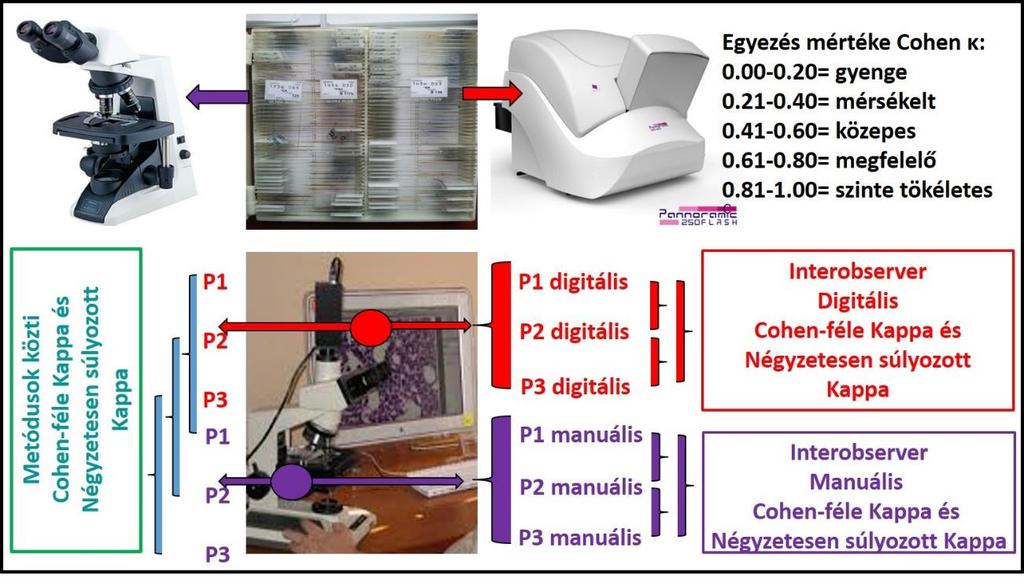 A leírt vizsgálati menetből következően rendelkezésünkre állt tehát 186 tumor 3 féle immunhisztokémiai (ER, PR, illetve HER2) reakciójának 3 patológus (P1, P2, P3) általi, mindkét metódussal