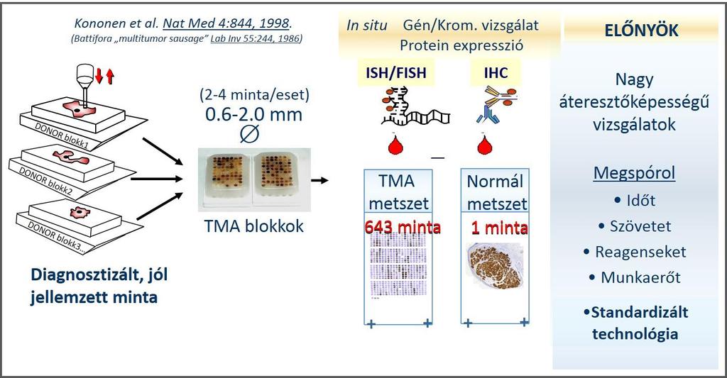 3.3. Immunhisztokémiai reakciók digitális/szemiautomatikus kiértékelésének validálása 3.3.1. HER2 Immunreakció digitális vizsgálatának validálása A HER2-vizsgálat során a Semmelweis egyetem I.