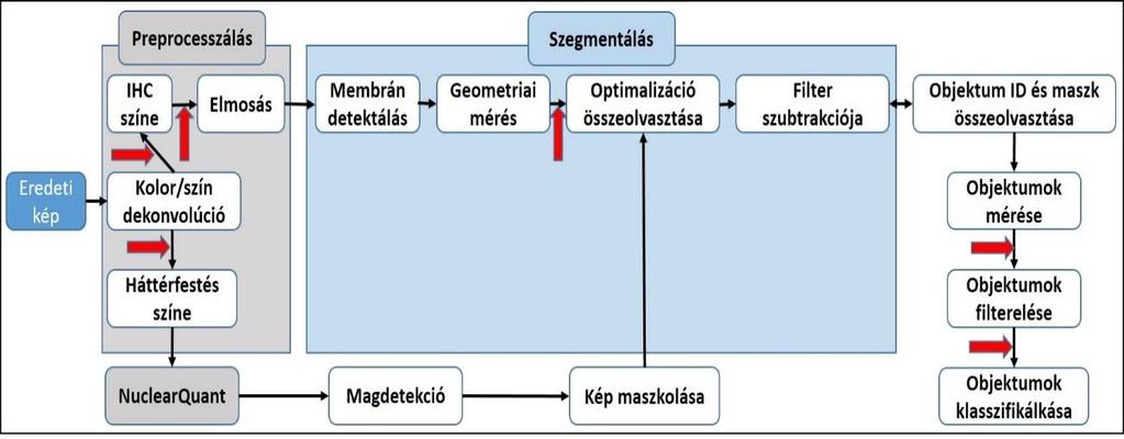 14.Ábra: A MembraneQuant membrándetektáló algoritmus működése (112). A program a színszeparációval szétválasztja az értékelendő immunreakciók barna csatornáját a háttérfestés kék csatornájától.