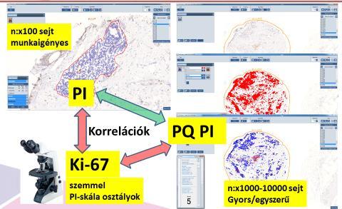 20.Ábra: A különböző módon kapott proliferációs index-ek jellegzeteségei és összehasonlítási módjai.