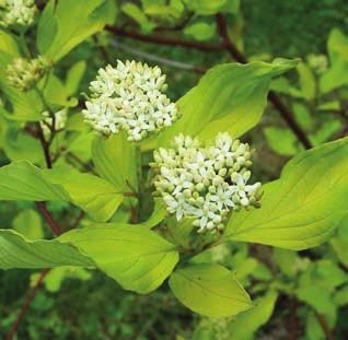 73 CSERJE FAJOK SOM (CORNUS) FÉLÉK húsos vagy veresgyűrű som GALAGONYA (CRATAEGUS) FÉLÉK kétbibés