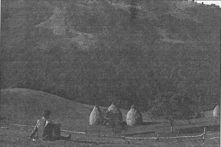 339. ábra. Kaszáló. Egy havasi kaszáló a vizsgált területen. kosaraztatás: esztenázás, kosarozás (János R, 1978. 134.) Hm. kost: takarmány (Köz. Fejér József: Nyr 10, 1881. 330.) Csm. Kemény J.