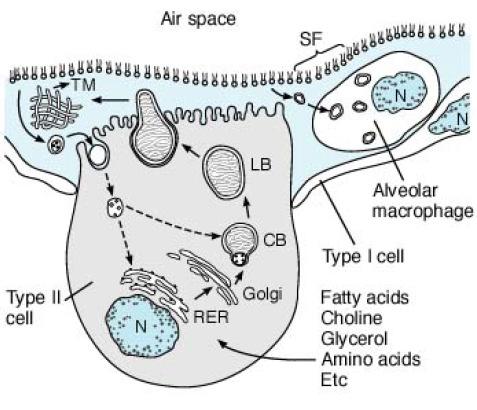 A surfactant termelése II.