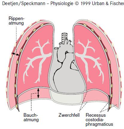 transzpulmonáris nyomás és a transztorakális nyomás is 0, a tüdő