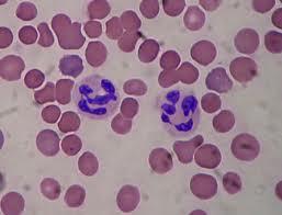 NEUTROPHIL GRANULOCYTÁK Neutrophil sejtek (polymorphonuclearis leukocyták), legnagyobb számban találhatók a vérben (35-70%).