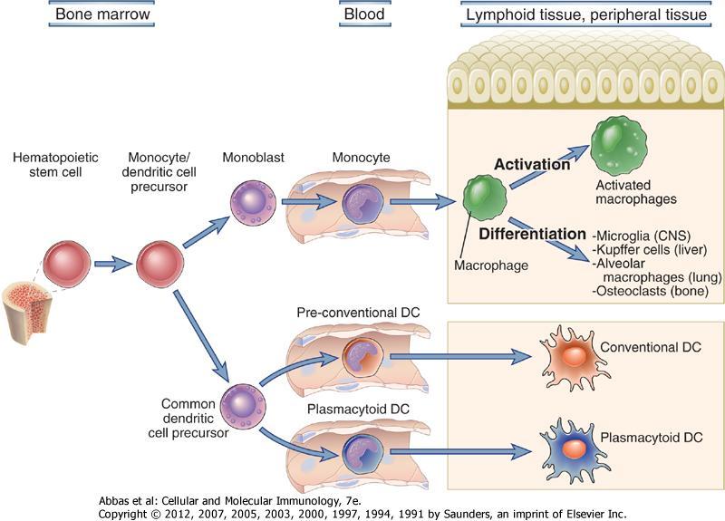 MONOCYTÁK-MACROPHAGOK A vérben monocyták 10-15 μm, bab alakú mag, enyhén granulált cytoplasma