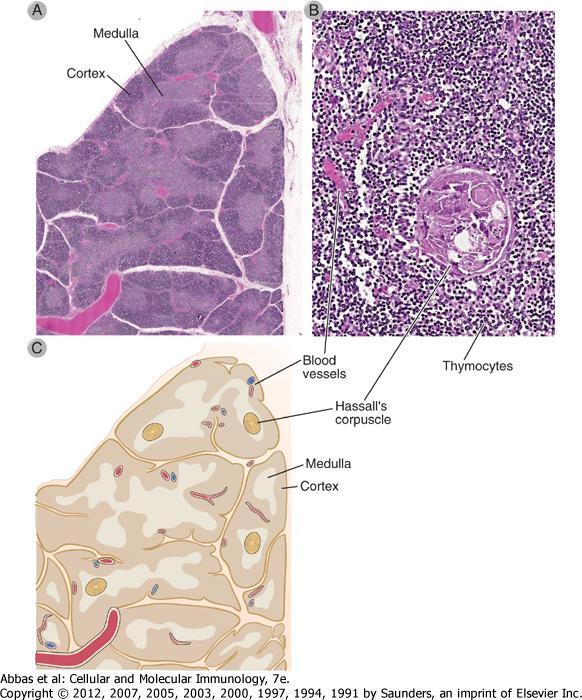 A THYMUS A thymus/csecsemőmirigy a T lymphocyták érésének a helye A thymus két lebenyből álló szerv az anterior mediastinumban. A lebeny egy külső kéregből és egy belső velő részből áll.