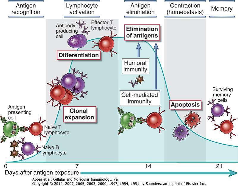 II. AZ ADAPTÍV IMMUNVÁLASZ FŐ SAJÁTSÁGAI Specifikusság Diverzitás