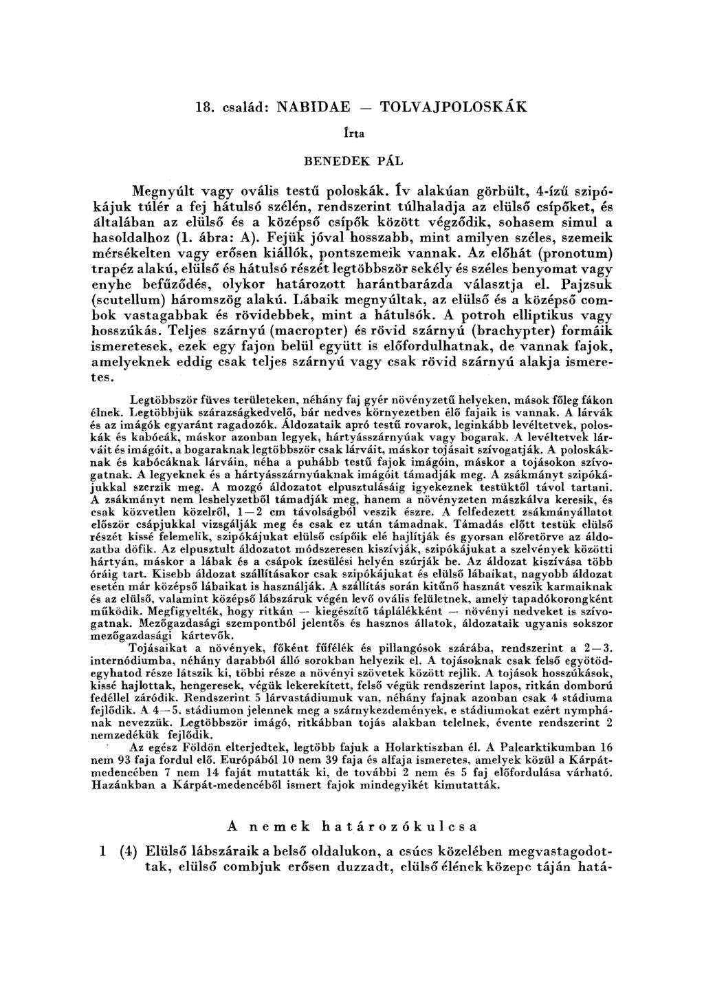 18. család: NABIDAE - TOLVAJPOLOSKÁK Írta BENEDEK PÁL Megnyúlt vagy ovális testű poloskák.