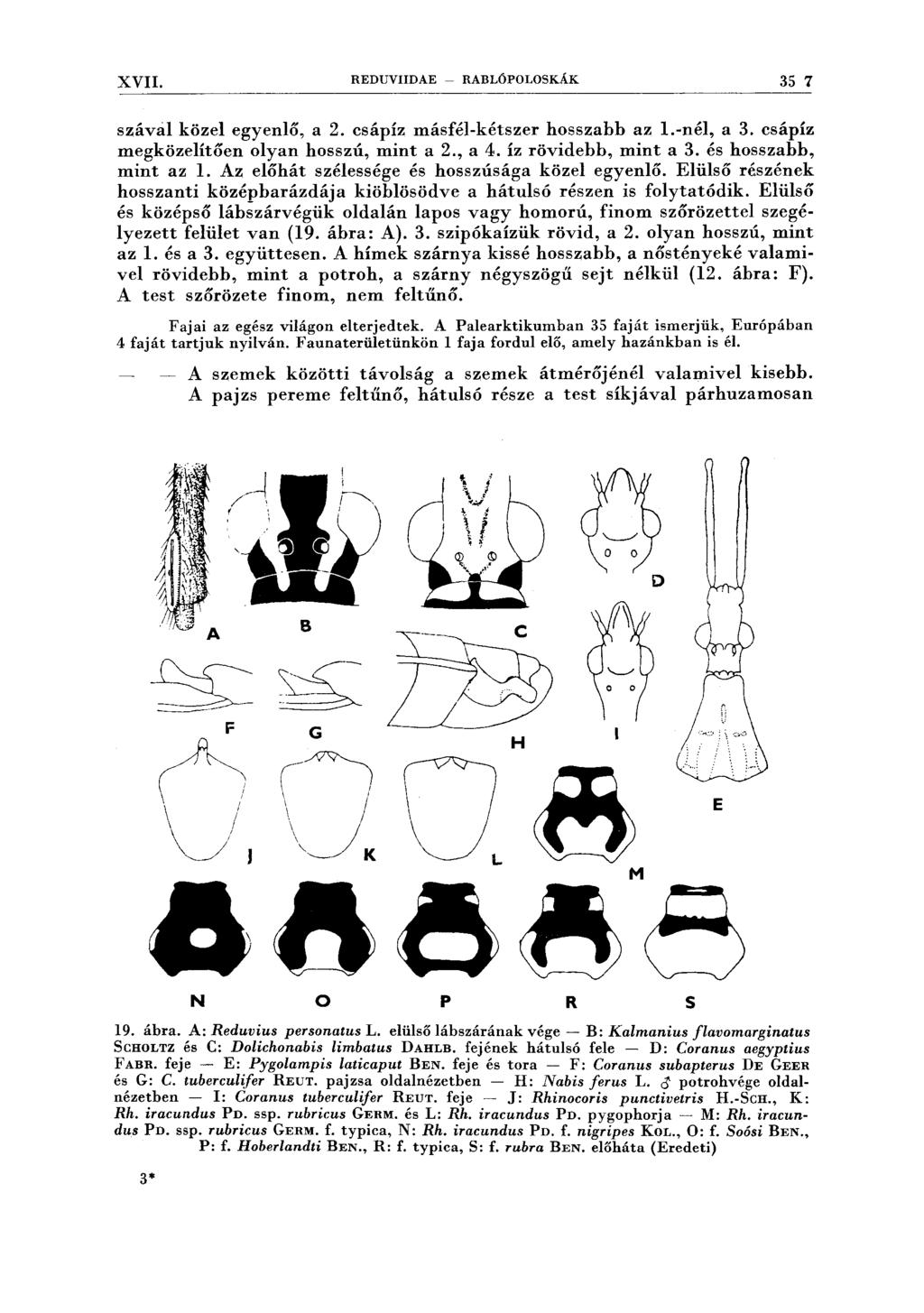 XVII. REDUVIIDAE - RABLÓPOLOSKÁK 35 7 szávai közel egyenlő, a 2. csápíz másfél-kétszer hosszabb az 1.-nél, a 3. csápíz megközelítően olyan hosszú, mint a 2., a 4. íz rövidebb, mint a 3.