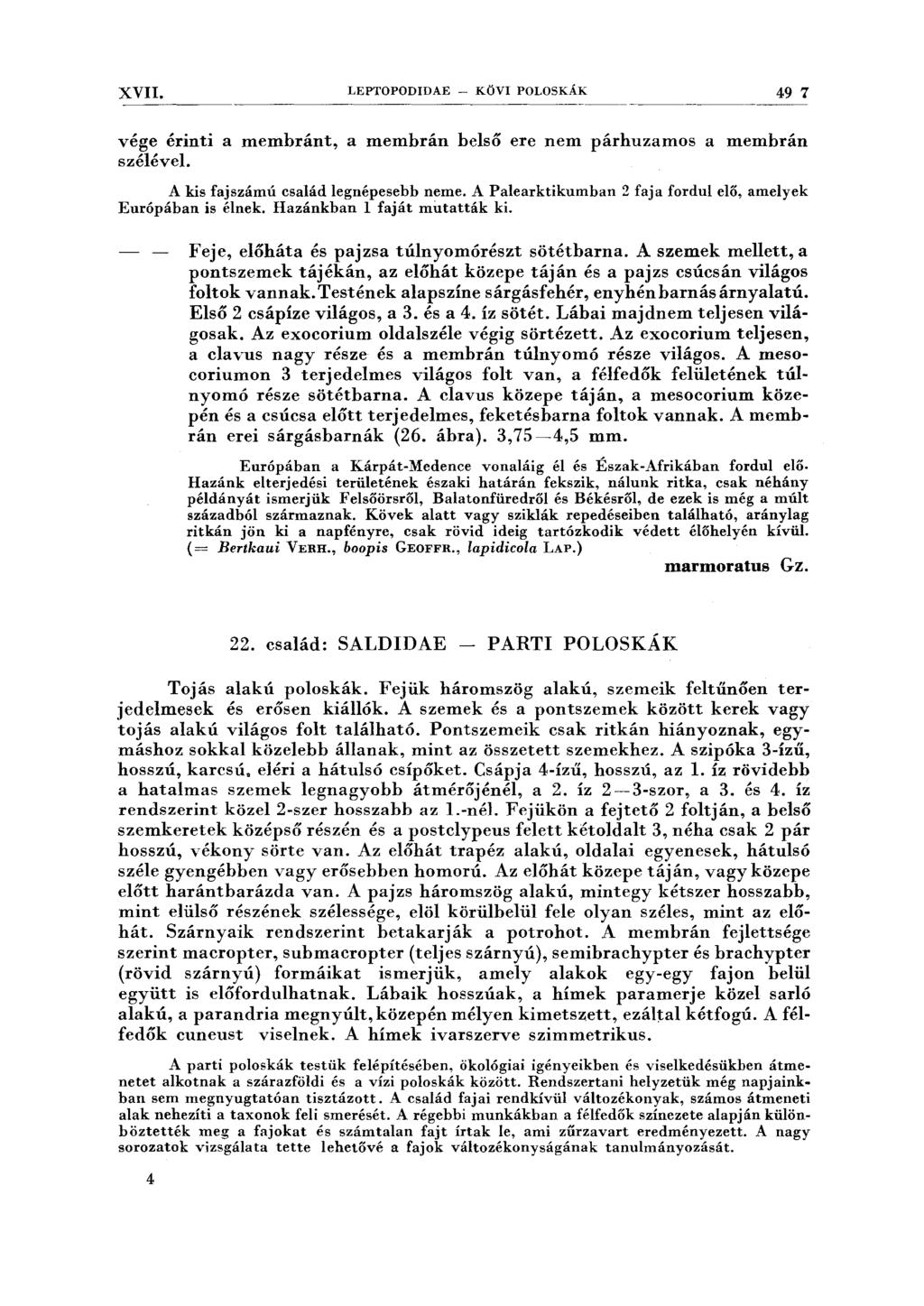 XVII. LEPTOPODIDAE - KÖVI POLOSKÁK 49 7 ------------------------------------------ vége érinti a membránt, a membrán belső ere nem párhuzamos a membrán szélével.