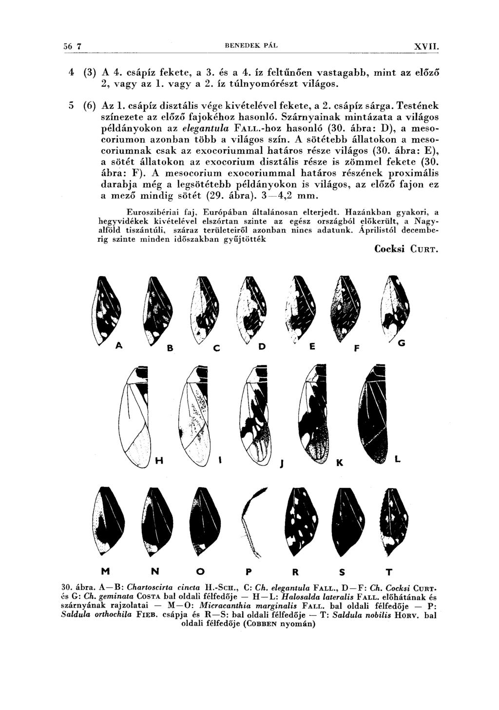56 7 BENEDEK PÁL XVII. 4 (3) A 4. csápíz fekete, a 3. és a 4. íz feltűnően vastagabb, mint az előző 2, vagy az l. vagy a 2. íz túlnyomórészt világos. 5 (6) Az l.