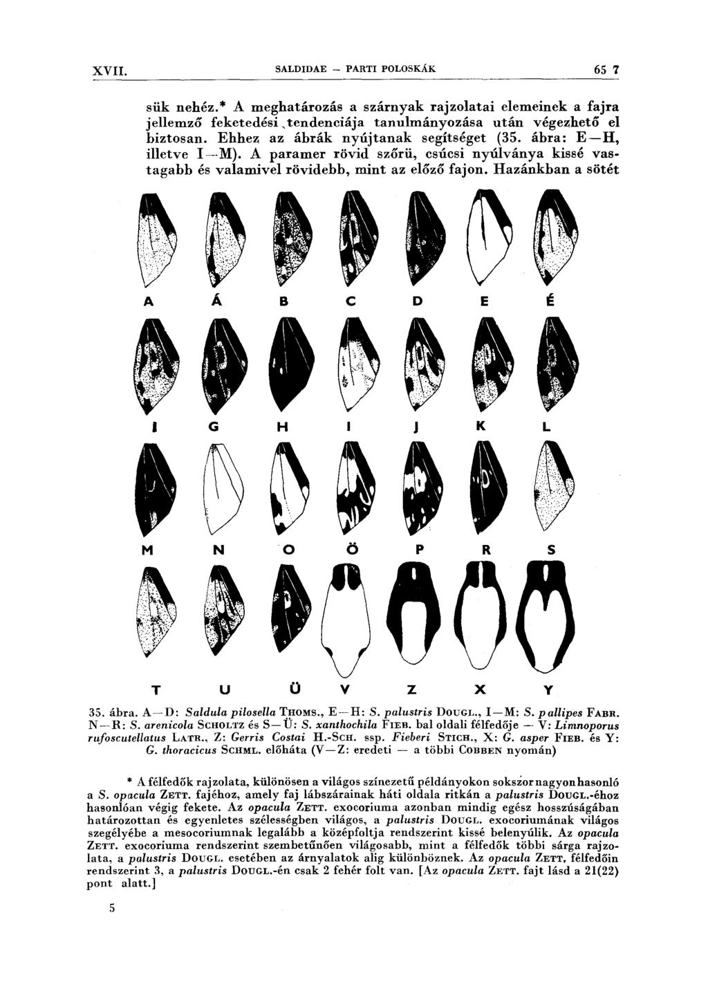 XVII. SALDIDAE - PARTI POLOSKÁK 65 7 sük nehéz.* A meghatározás a szárnyak rajzolatai elemeinek a fajra jellemző feketedési, tendenciája tanulmányozása után végezhető el biztosan.