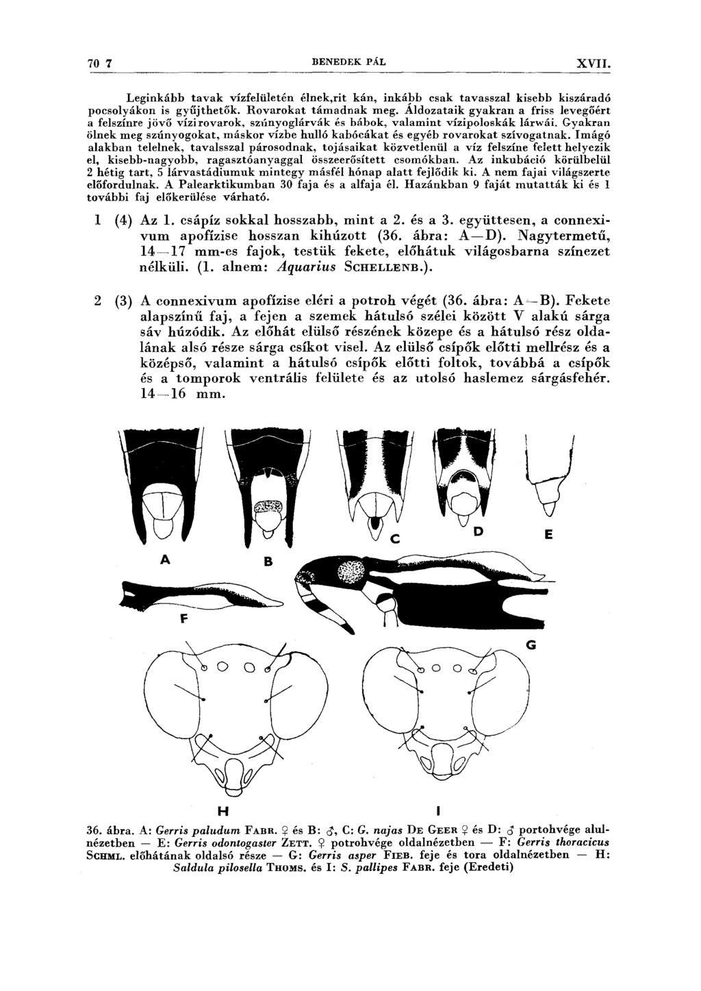 70 7 BENEDEK PÁL XVII. Leginkább tavak vízfelületén élnek,rit kán, inkápb csak tavasszal kisebb kiszáradó pocsolyákon is gyűjthetők. Rovarokat támadnak meg.