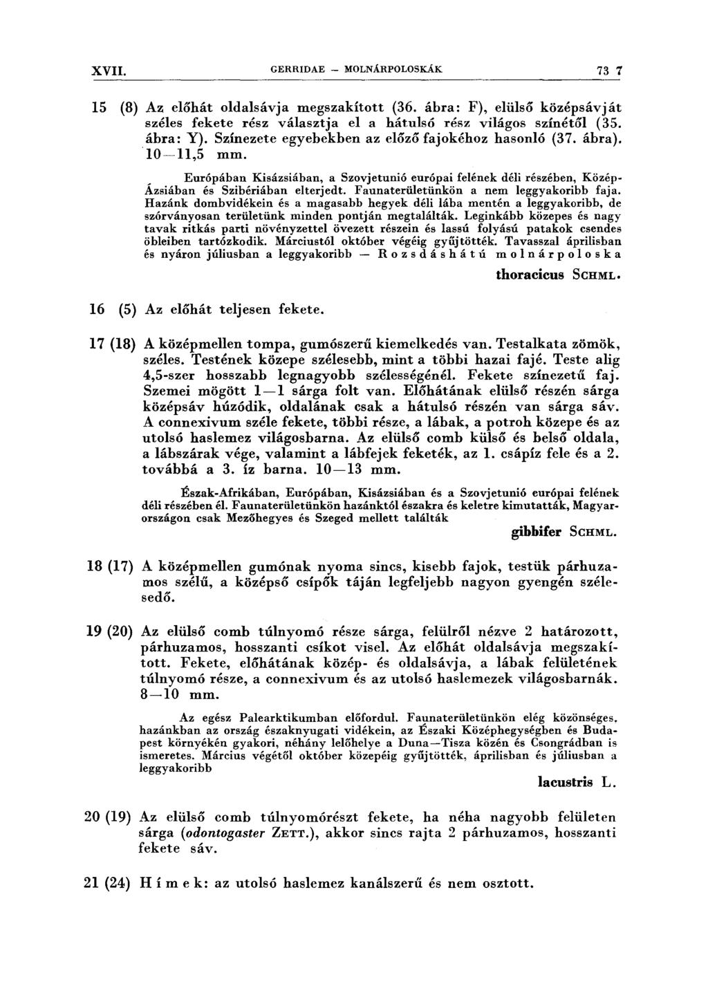 XVII. GERRIDAE - MOLNÁRPOLOSKÁK 73 7 15 (8) Az előhát oldalsávja megszakított (36. ábra: F), elülső középsávját széles fekete rész választja el a hátulsó rész világos színétől (35. ábra: Y).