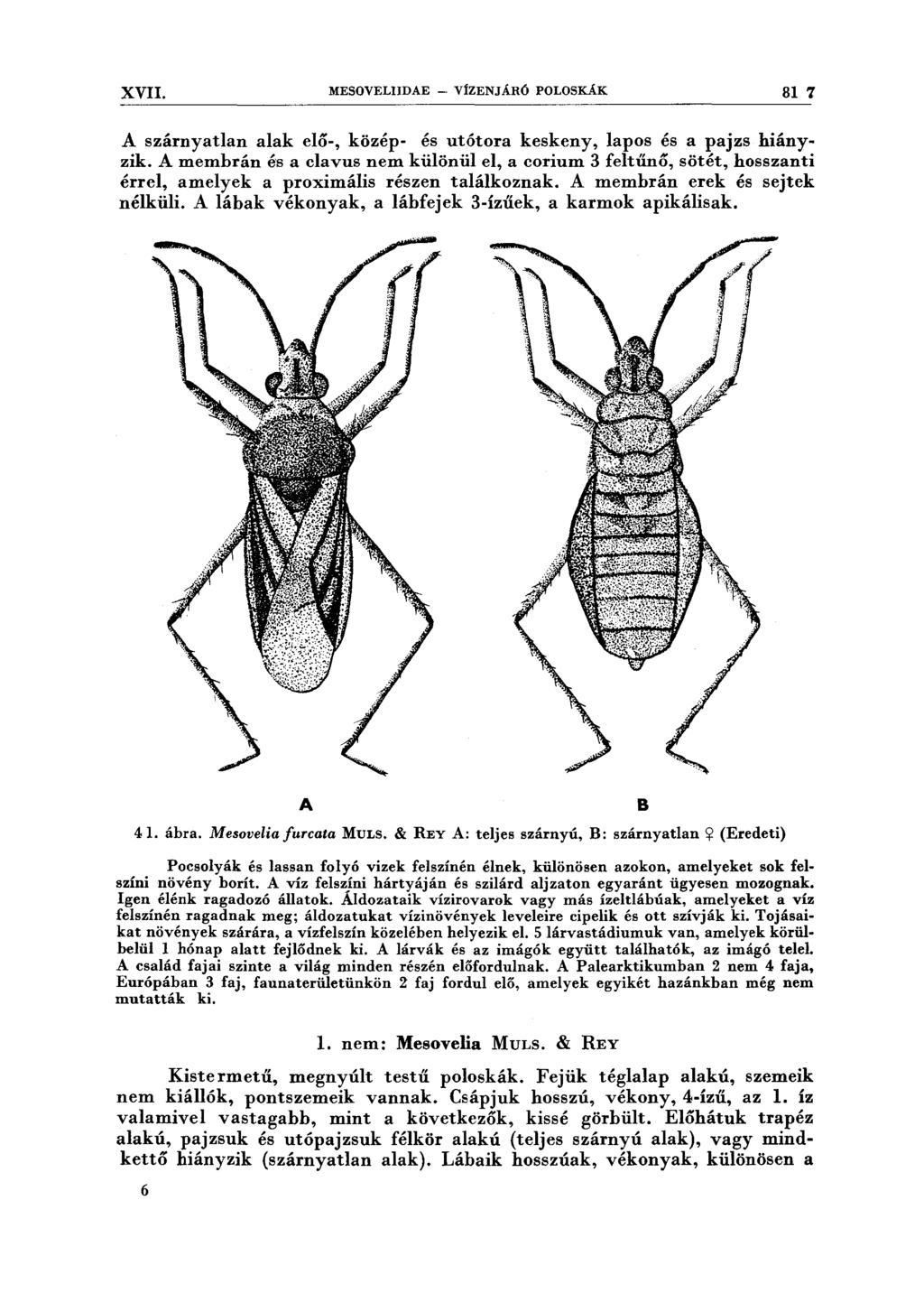 XVII. MESOVELIIDAE - VÍZENJÁRÓ POLOSKÁK 81 7 A szárnyatlan alak elő-, közép- és utótora keskeny, lapos és a pajzs hiányzik.