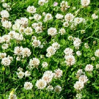 30 Fehérhere (Trifolium repens L.
