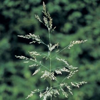 31 Smooth-stalked meadow grass (Poa pratensis L.