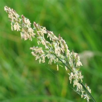Smooth-stalked meadow grass spreads with the aid of rhizomes and regenerate fields which have been thinned by wear or drought. The rhizomes (both long and short) are sewing in new plants in all holes.