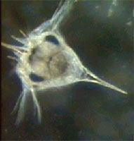 : ciprisz, phyllosoma megalopa nauplius lárva (fejlárva)