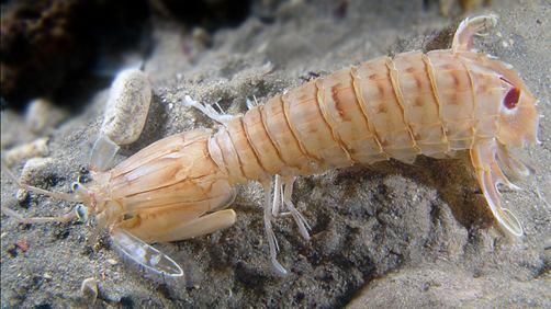 Classis Malacostraca Subclassis Hoplocarida Ordo: Stomatopoda (350 faj) 3 ágú antennula 2 ágú antenna Hosszú nyélen ülő szemek Carapax 1-4 torszelvényt takarja, mozgatható, ízelt rostrum, 1-5