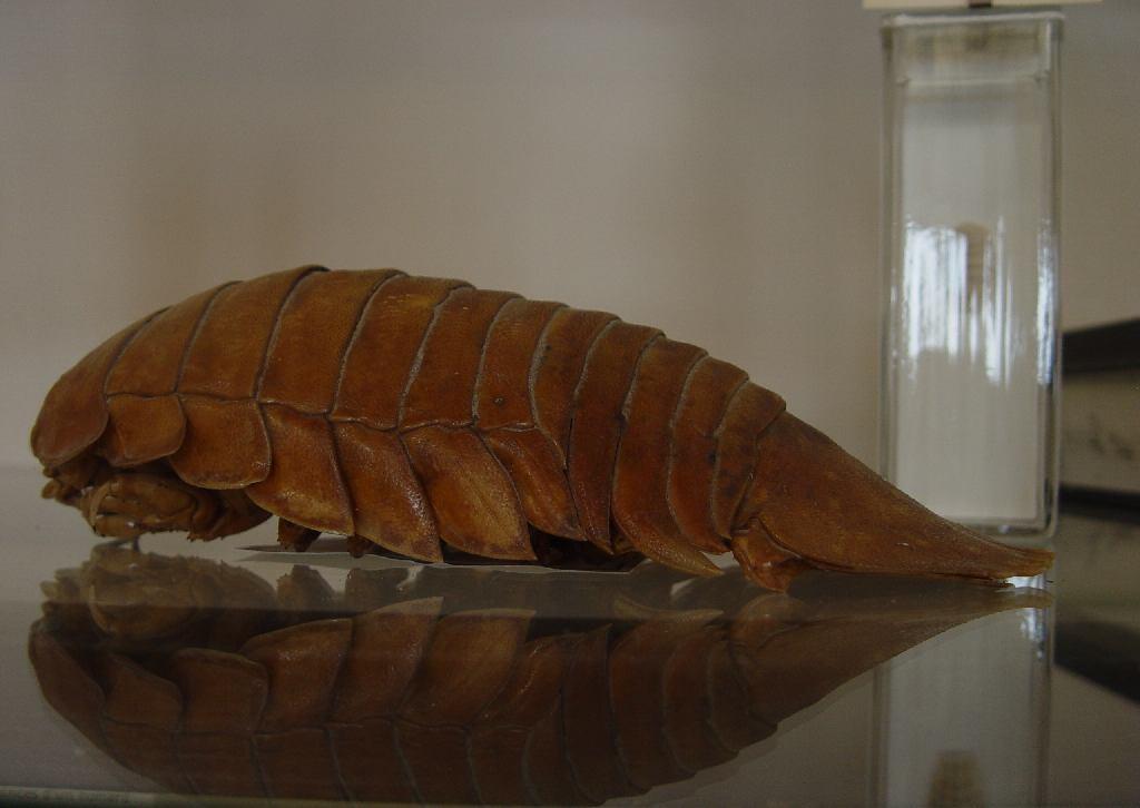 Cymothoida alrend halak (gazdasági jelentőség!), különböző rákok Cymothoidae kúpos ászkák (v. halászkák): pl.