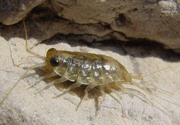 Oniscidea alrend család: Ligiidae nincs tracheális szerv, kopoltyúval lélegeznek mediterrán tengerpartokon gyakori: Ligia italica parti ászka édesvízi