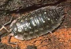 kozmopolita család: Armadillidiidae domború testű, teljesen