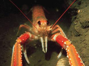(Homarus