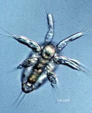 nősténye nauplius