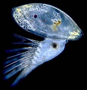 először nauplius.