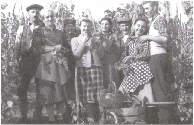 Aranyosrákos, kb. 1957. Három generációs szüretelő'csoport. A nők kezében óriási szőlőfürtök.