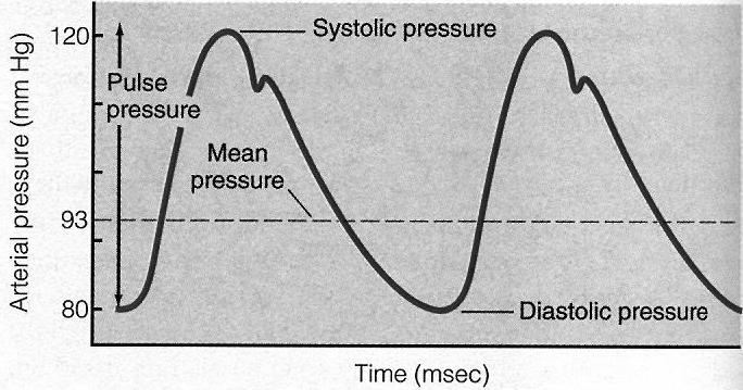 AZ ARTÉRIÁS VÉRNYOMÁS Systolés nyomás Pulzusnyomás Vérnyomás (Hgmm) közép nyomás Diastolés nyomás Artériás
