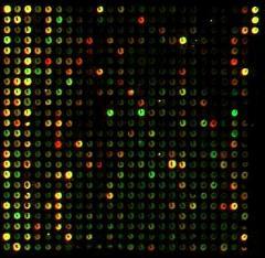 DNS microchip Szerkezeti genomika Korrelált génexpresszió Az azonos körülmények között mindig együtt, azonos mintázat szerint expresszálódó gének között funkcionális kapcsolat valószínűsíthető ->