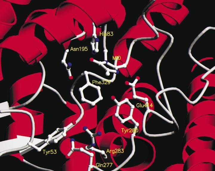 Röther D, et al., Eur. J. Biochem. 2001, 268, 6011 6019. Szerkezeti genomika, biológia Aktív hely vizsgálata pontmutációkkal Pl.