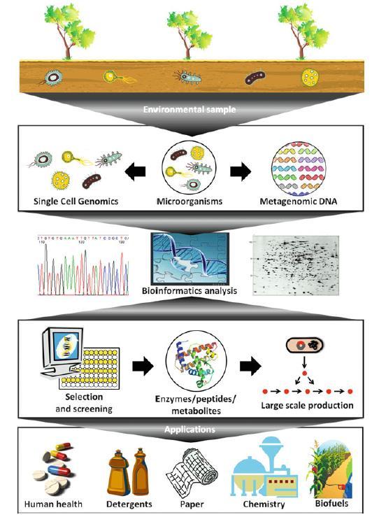 Bioinformatika a a biotechnológiában A posztgenomiális korban a biotechnológia széleskörűen felhasználja a bioinformatika eszköztárát a teljes genomok elemzésétől (kultiválható szervezetek) a