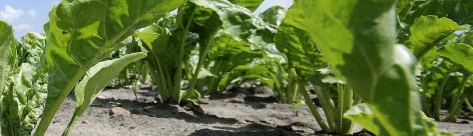Start 3-5 liter/ha Foszfor 3 liter/ha HERBAL 5-10 liter/ha Polybór 140/Polybór Plusz FitoHorm Zöldség 4-5 liter/ha Kálium 3 liter/ha SZÁNTÓFÖLD AJÁNLOTT LOMBTRÁGYA: Start (2-3