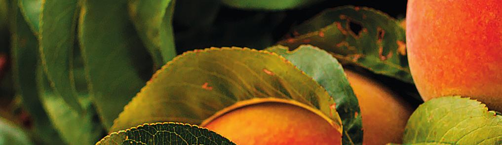 42 43 ŐSZI- ÉS KAJSZIBARACK, SZILVA A csonthéjasok termesztésében leggyakrabban előforduló mezo- és mikroelem hiánytünetek, melyek megelőzése és gyógyítása a FitoHorm termékcsaláddal könnyen