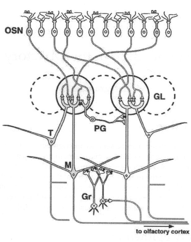 Bulbus olfactoriusban mitrális sejteken végződik a szaglósejt axonja. Szinapszisok glomerulusokat alkotnak: relésejt: szenzoros sejt arány 1:100.
