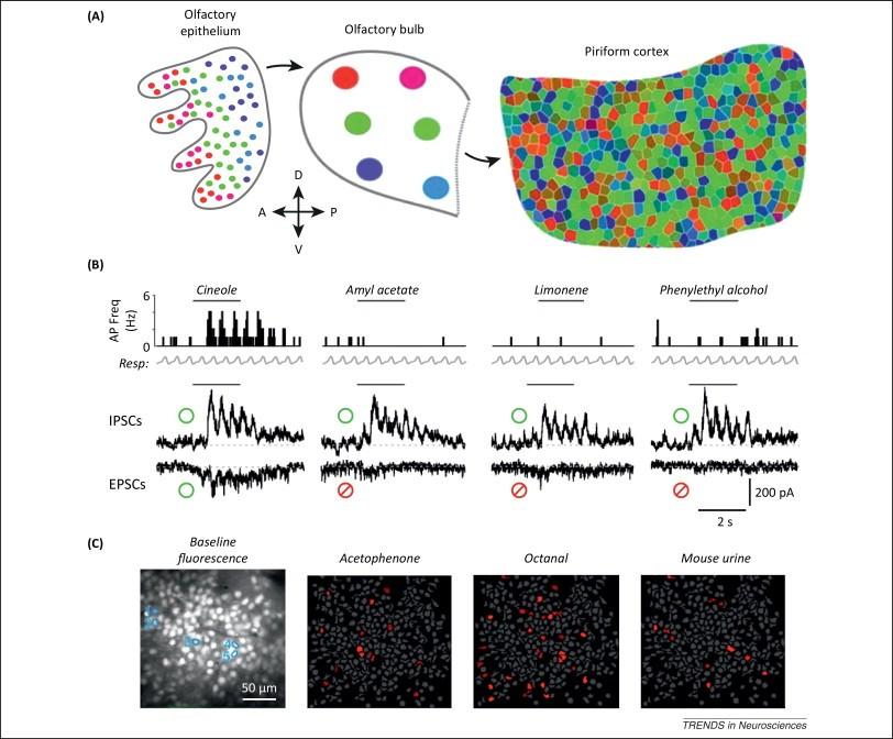 Szagreprezentáció a piriform kéregben A szaglóhám különböző szaglóreceptor géneket tartalmazó szaglósejtjei a szaglóhagyma