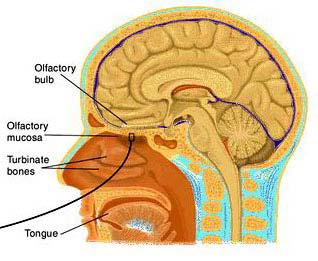 Szaglás receptora: A szaglóreceptorok a szaglóhámon helyezkednek el, az orrüreg
