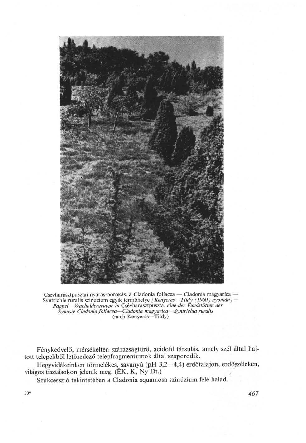 Csévharasztpusztai nyáras-borókás, a adonia foliacea adonia magyarica Syntrichie ruralis szinuzium egyik termőhelye [Kenyeres Tildy (1960) nyomán] ppel Wacholdergruppe in Csévharasztpuszta, eine der