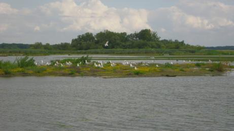 94 Hidrológiai Közlöny 2017. 97. évf. 2. sz. flóra és fauna is kifejezett különbséget mutat a tározó medencéi között. A növényzet borítottsága jelenleg a tározó teljes felszínének körülbelül 50%-a.