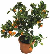 PEDIGREE ALUTASAKOS KUTYAELEDEL 12x100 g, 916 Ft/kg 1 449 Ft -350 Ft 1 099 Ft CITRUS MIX 16 cm-es